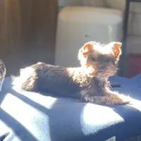 S’more, a male Yorkshire Terrier for sale in Tampa, FL – 8 of 9