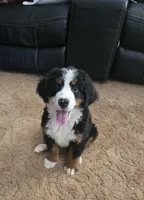 Ella, a female Bernese Mountain Dog for sale in Glenns Ferry, ID – 2 of 5