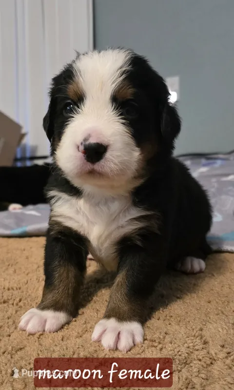 Maroon female – Bernese Mountain Dog puppy for sale in Glenns Ferry, ID
