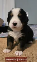 Maroon female, a female Bernese Mountain Dog for sale in Glenns Ferry, ID – 1 of 1
