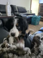 Ella, a female Bernese Mountain Dog for sale in Glenns Ferry, ID – 4 of 5