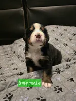 Lime male, a male Bernese Mountain Dog for sale in Glenns Ferry, ID – 1 of 1