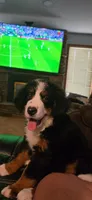 Ella, a female Bernese Mountain Dog for sale in Glenns Ferry, ID – 3 of 5