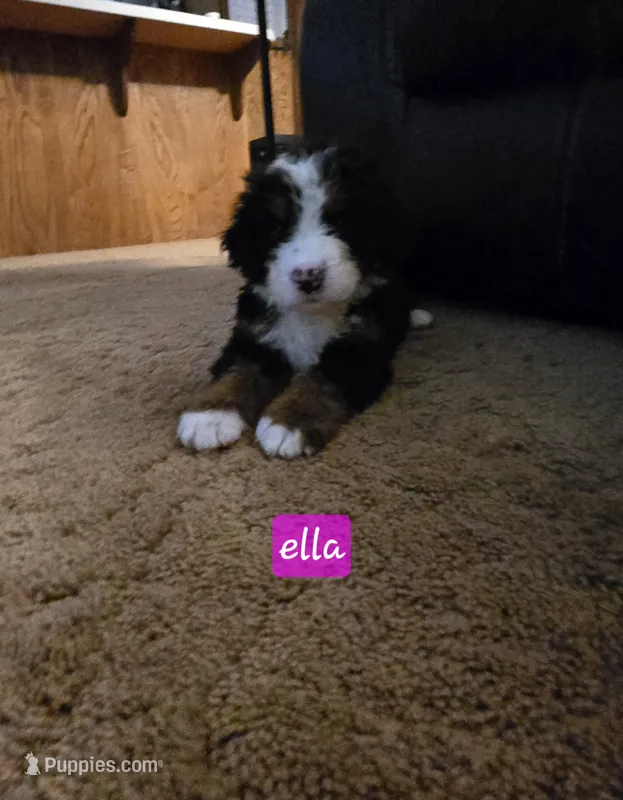 Ella – Bernese Mountain Dog puppy for sale in Glenns Ferry, ID