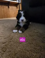 Ella, a female Bernese Mountain Dog for sale in Glenns Ferry, ID – 1 of 2
