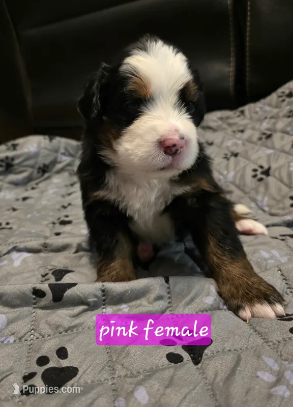 Pink female – Bernese Mountain Dog puppy for sale in Glenns Ferry, ID