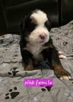 Pink female, a female Bernese Mountain Dog for sale in Glenns Ferry, ID – 1 of 1