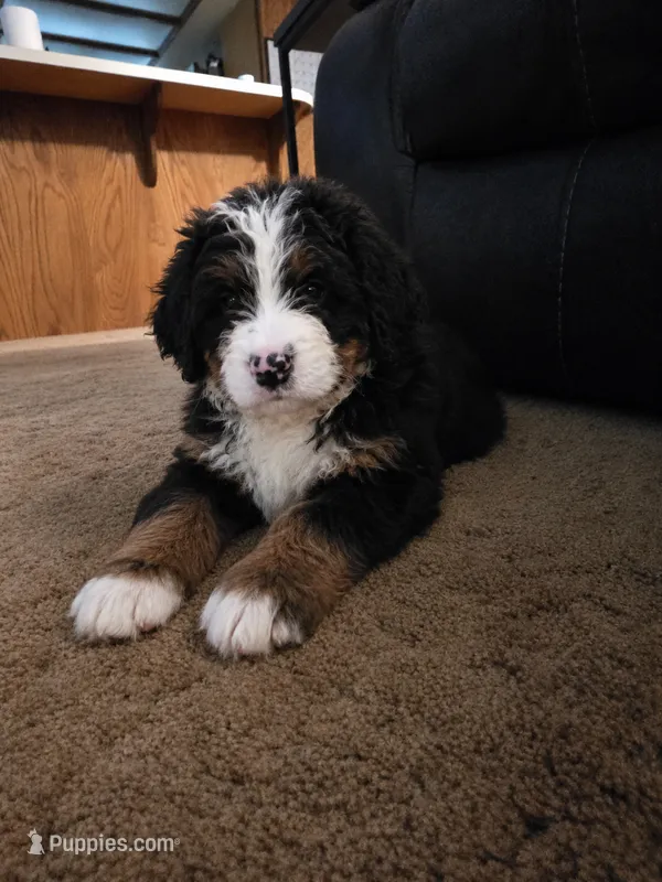 Ella – Bernese Mountain Dog puppy for sale in Glenns Ferry, ID