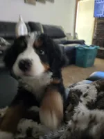 Ella, a female Bernese Mountain Dog for sale in Glenns Ferry, ID – 5 of 5