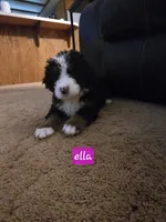 Ella, a female Bernese Mountain Dog for sale in Glenns Ferry, ID – 2 of 2