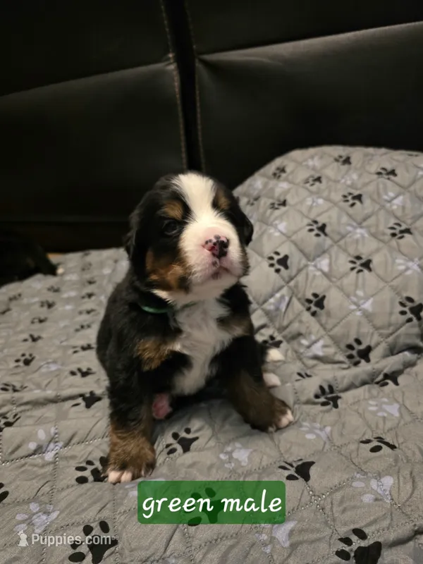 Green male – Bernese Mountain Dog puppy for sale in Glenns Ferry, ID