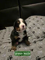Green male, a male Bernese Mountain Dog for sale in Glenns Ferry, ID – 1 of 1