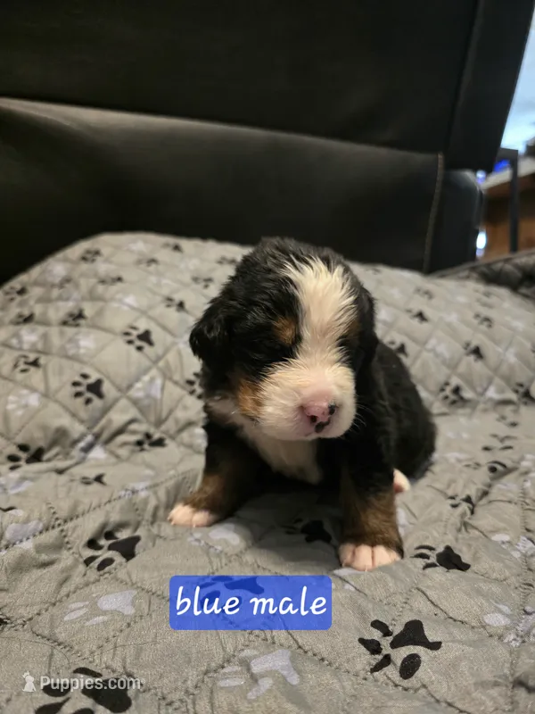 Blue male – Bernese Mountain Dog puppy for sale in Glenns Ferry, ID