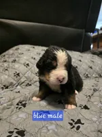 Blue male, a male Bernese Mountain Dog for sale in Glenns Ferry, ID – 1 of 1
