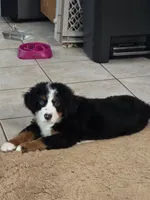 Ella, a female Bernese Mountain Dog for sale in Glenns Ferry, ID – 1 of 5