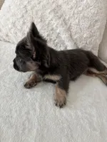 Violet, a female French Bulldog for sale in Roseville, CA – 3 of 5