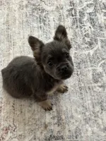 Violet, a female French Bulldog for sale in Roseville, CA – 5 of 5
