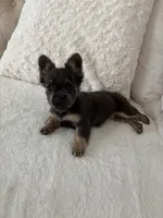 Violet, a female French Bulldog for sale in Roseville, CA – 4 of 5