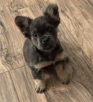 Violet, a female French Bulldog for sale in Roseville, CA – 2 of 5