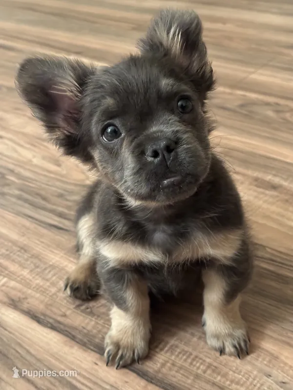 Violet – French Bulldog puppy for sale in Roseville, CA