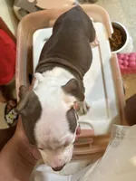 Blossom, a female American Staffordshire Terrier for sale in Bronx, NY – 2 of 2