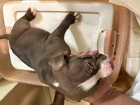 Lola, a female American Staffordshire Terrier for sale in Bronx, NY – 2 of 2