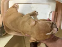 Misty, a female American Staffordshire Terrier for sale in Bronx, NY – 2 of 2