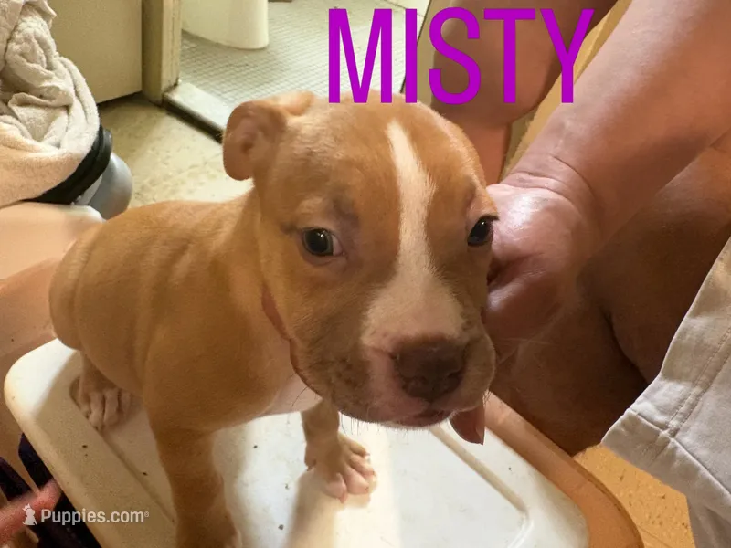 Misty – American Staffordshire Terrier puppy for sale in Bronx, NY