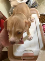 Buttercup, a female American Staffordshire Terrier for sale in Bronx, NY – 2 of 2