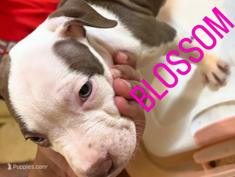 Blossom – American Staffordshire Terrier puppy for sale in Bronx, NY