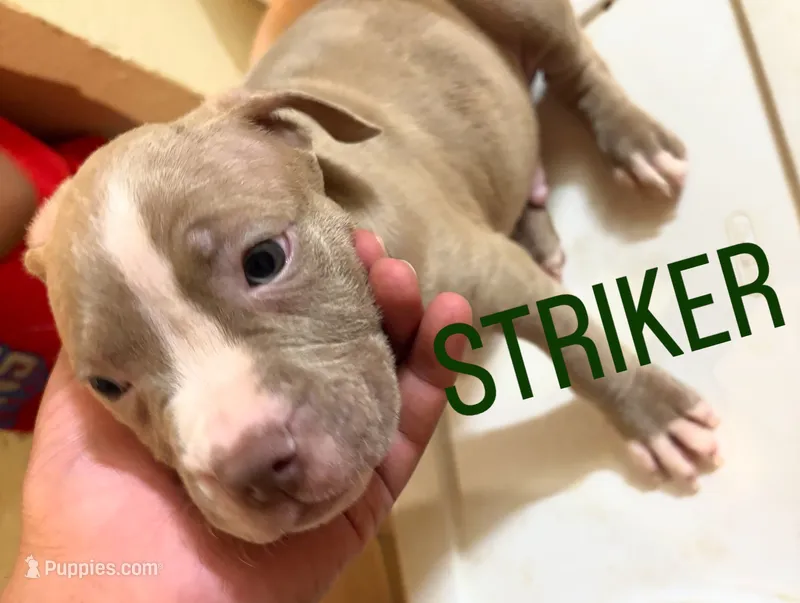 Striker – American Staffordshire Terrier puppy for sale in Bronx, NY