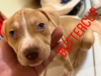 Buttercup, a female American Staffordshire Terrier for sale in Bronx, NY – 1 of 2