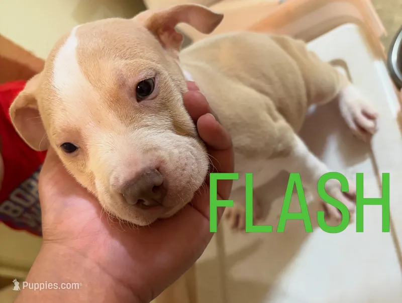 Flash – American Staffordshire Terrier puppy for sale in Bronx, NY