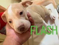 Flash, a male American Staffordshire Terrier for sale in Bronx, NY – 1 of 2