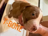 T-Bone, a male American Staffordshire Terrier for sale in Bronx, NY – 1 of 2