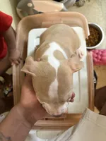 Flash, a male American Staffordshire Terrier for sale in Bronx, NY – 2 of 2