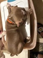 T-Bone, a male American Staffordshire Terrier for sale in Bronx, NY – 2 of 2