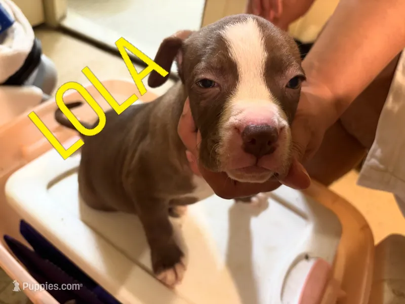 Lola – American Staffordshire Terrier puppy for sale in Bronx, NY