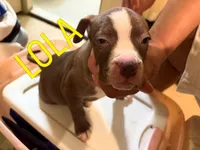 Lola, a female American Staffordshire Terrier for sale in Bronx, NY – 1 of 2