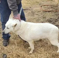 Winter, a female German Shepherd Dog for sale in Lucas, IA – Photo 2 of 2