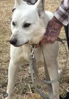 Winter, a female German Shepherd Dog for sale in Lucas, IA – Photo 1 of 2
