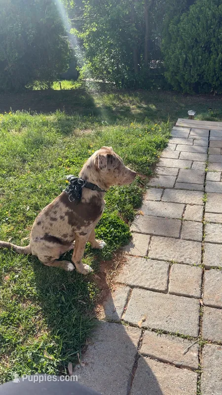 Draco  – Australian Shepherd, Labrador Retriever puppy for sale in Charlottesville, VA