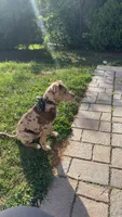 Draco , a male Australian Shepherd and Labrador Retriever for sale in Charlottesville, VA – 1 of 3