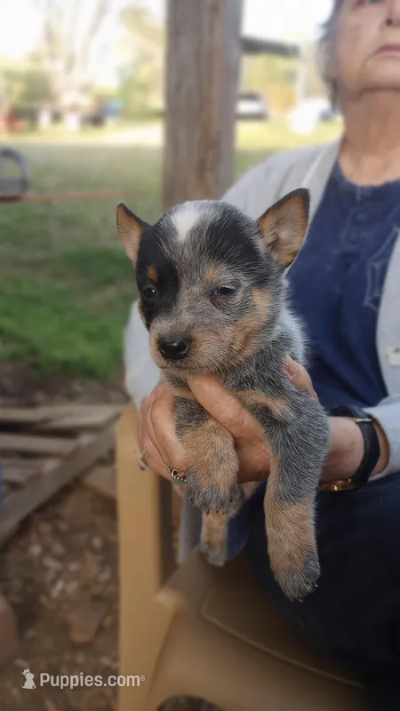 Pink collar  – Australian Cattle Dog puppy for sale in Roanoke, VA