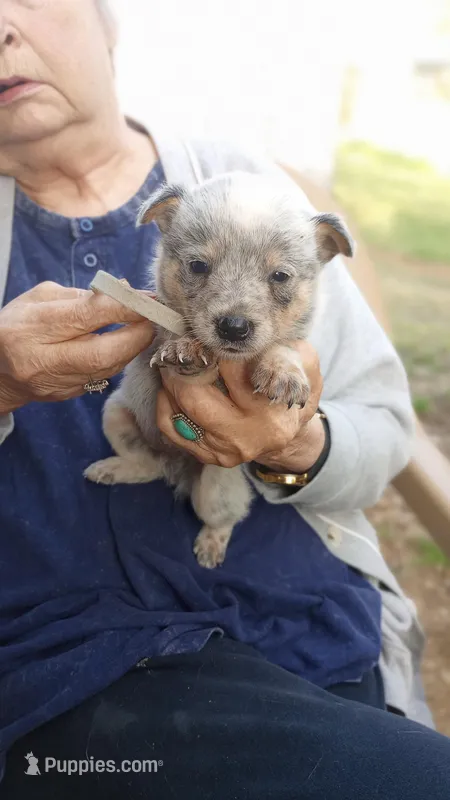 Grey callor , a male Australian Cattle Dog for sale in Roanoke, VA – Photo 1 of 1