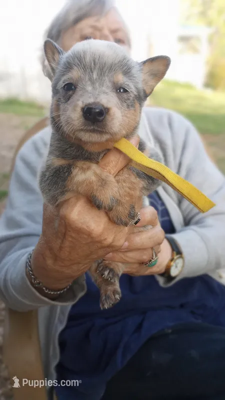 Yellow collar  – Australian Cattle Dog puppy for sale in Roanoke, VA