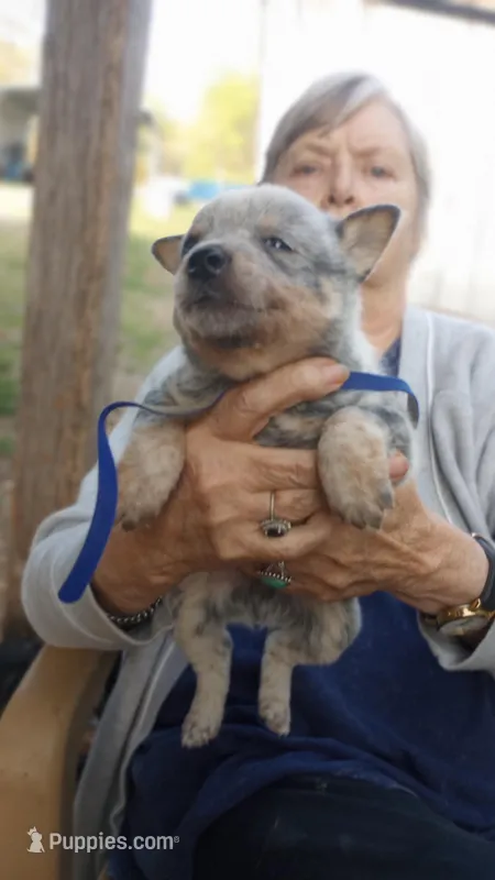 Blue callor – Australian Cattle Dog puppy for sale in Roanoke, VA