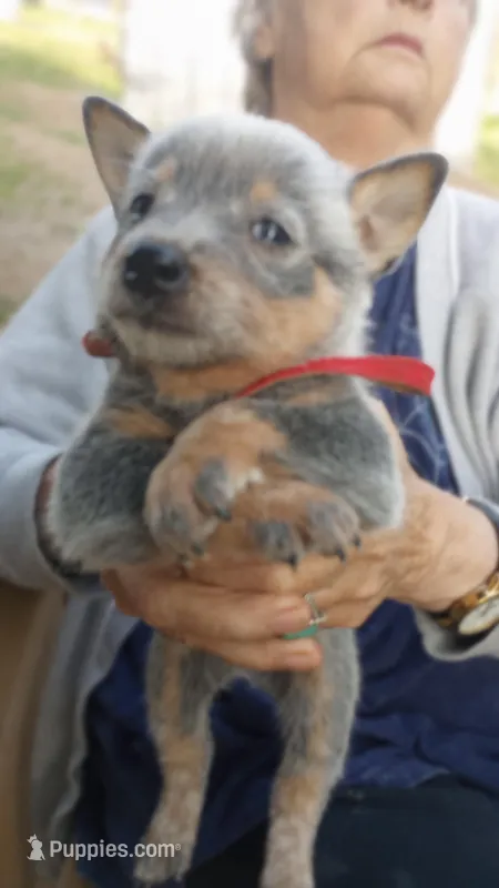 Red callor – Australian Cattle Dog puppy for sale in Roanoke, VA