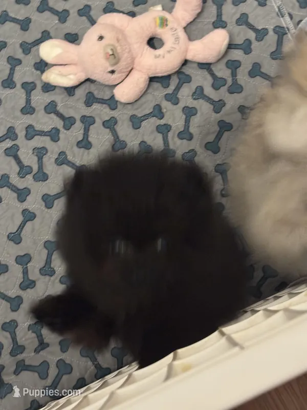 Black boy  – Pomeranian puppy for sale in Geneseo, NY