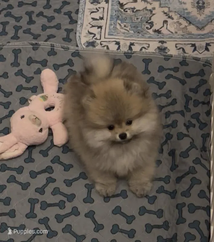 Orange sable boy  – Pomeranian puppy for sale in Geneseo, NY